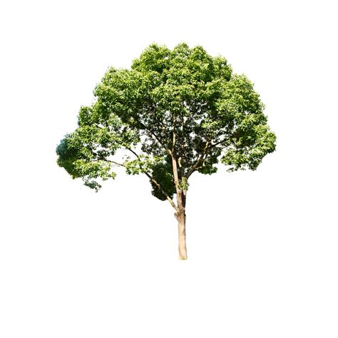 pngtree (pngtree) .